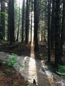 Ferienhaus Harz Ilsenburg Freizeittipps
